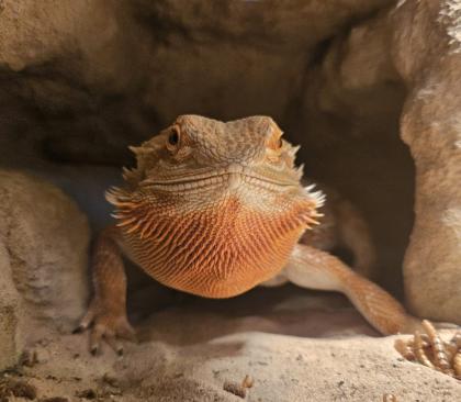 Bartagame inkl. Terrarium abzugeben