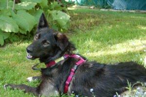 NORMITA - weiblich 1 Jahr 55 cm 20 kg Mix Gechipt Kastriert