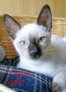 Siamkitten - Old Style Siamese Wichien-Maat