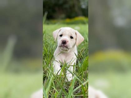 Amerikanische Bulldogge X Golden Retriever Mix welpen