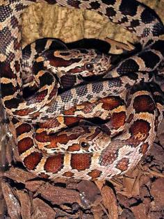 Kornnattern, pantherophis guttatus