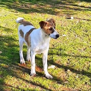 Leon sucht Körbchen sucht Pflege oder Endstelle