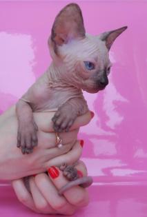 Sphynx haarlose Kätzchen TICA registriert