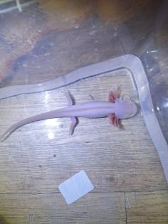 Axolotl Nachzucht