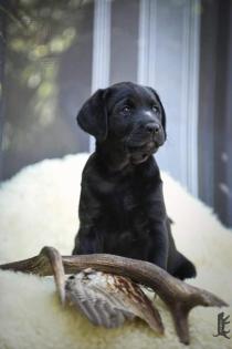 Wurfplanung 2023 Labrador Welpen vom Sauboden FCI für Familie und Jagd