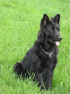 Altdeutsche Schäferhundwelpen lackschwarz