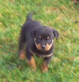 Rottweiler Welpen abzugeben