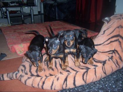 ZWERGPINSCHER WELPEN