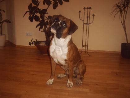 Boxer