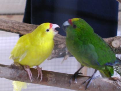 Springsittiche