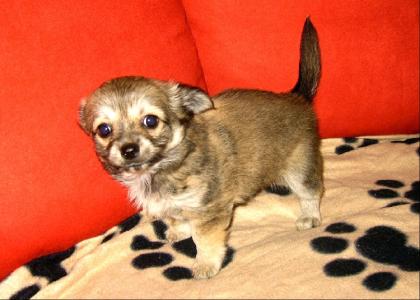 Süßer Chihuahuawelpe Hündin abzugeben