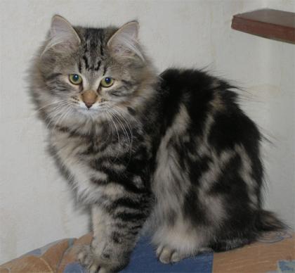 Uletta undUdina sind sibirische Katzenkinder
