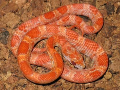 0. 1 Kornnatter Lava sunkissed poss. het. amel