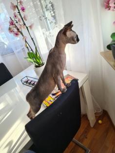 Sphynx Mädchen 11 Monate Jung