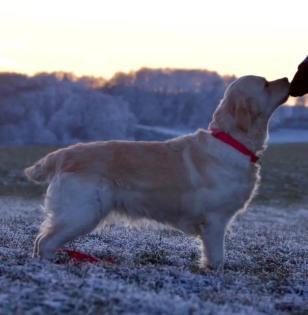 Golden Retriever Wurfankündigung