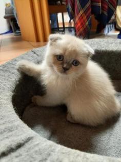 Britisch Kurzhaar SkotischFold BKH Kitten mit blauen Augen