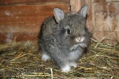 Zwergkaninchen und Zwergwidder