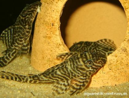 Biete L66 - King Tiger Pleco Zuchtgruppe
