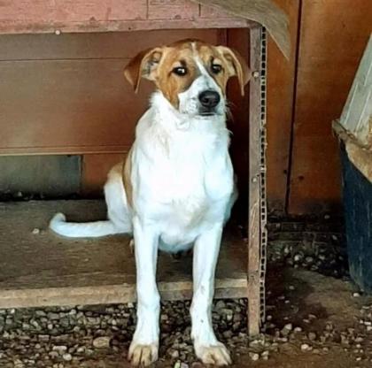 Leon sucht Körbchen sucht Pflege oder Endstelle