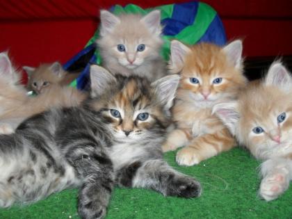 Main Coon Baby s suchen neuen Schmussekreis