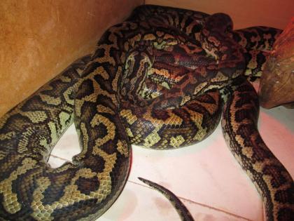 4 Teppichpythons Weibchen