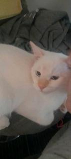 Mix Katzen BKH/ Heilige Birma