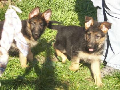 Deutsche Schäferhund Welpen