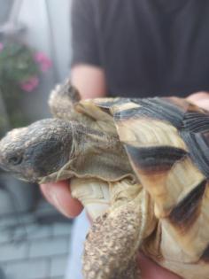 Breitband-Landschildkröte
