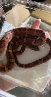 Classic Kornnatter / pantherophis guttatus / Weiblich
