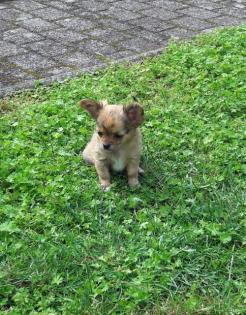 Typvolle Chihuahuawelpen in LH mit Papieren