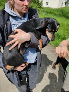 Jagdhundmischlingswelpen Dackel mit Jagdterrier und Bracke