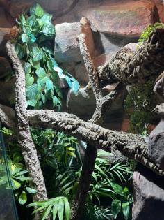 Terrarium und Varanus prasinus männchen