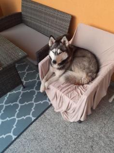 Husky Hündin