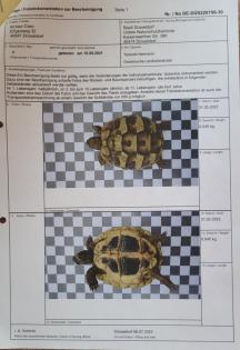 Griechische Landschildkröten 2021/2022 aus naturnaher Zucht