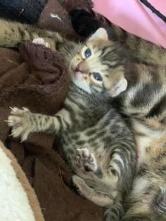 Bengal kitten Brown Snow