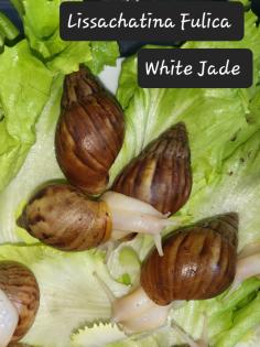 Lissachatina Fulica White Jade oder Vollalbino