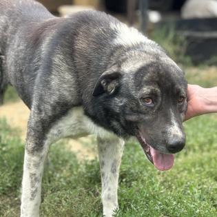 Elias / Status sucht ein Zuhause