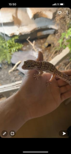 Leopardgeckos mit Terrarium