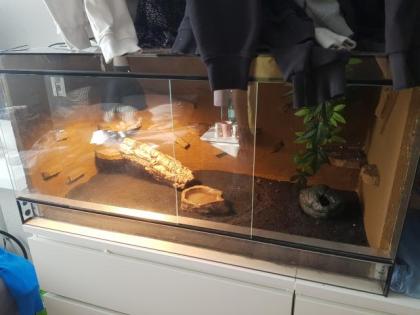 Leopardengecko