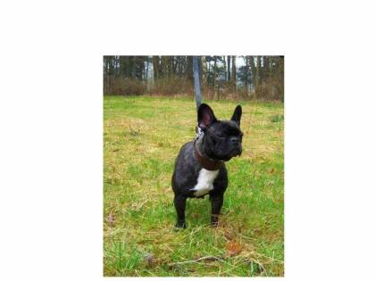 FRANZÖSISCHE BULLDOGGEN WELPEN HELL GESTROMT