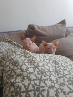 Reinrassige Don Sphynx Kitten Kätzchen