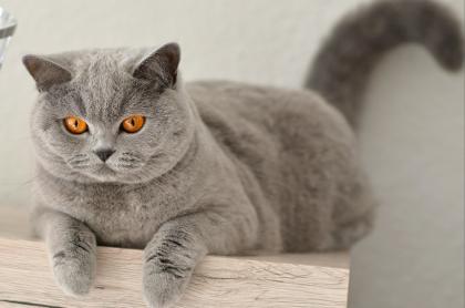 BKH Katze mit Stammbaum kastriert blau