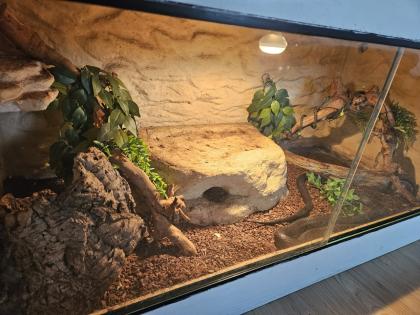Schwarze Mexiko Königsnatter Lampropeltis getula nigrita