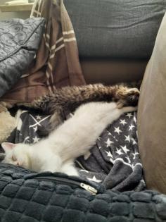 Katzenbabys, Norweger-Bkh Mix