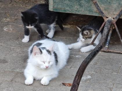 Katzen Kinder vom Bauernhof ab sofort abzugeben