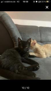 Bkh-Maincoon Kitten suchen ein liebevolles Zuhause