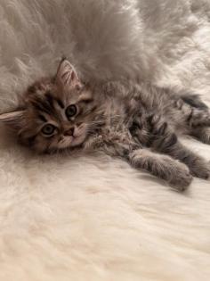 Baby kitten