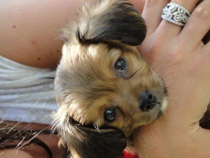 Pekinese-Chihuahua
