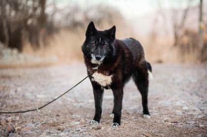 Venom. aktiver, lieber Hundeopi