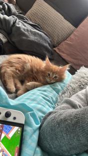 Wundervolle Maine Coon Kitten